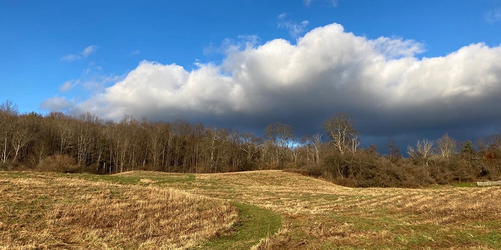 field with a mowed path winding through the center towards the distant tree line