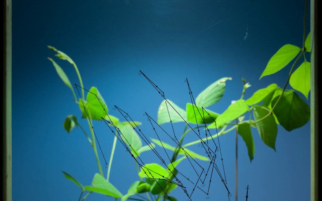 Made at Saltonstall: Rob Carter (’14) shows Kudzu video
