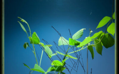 Made at Saltonstall: Rob Carter (’14) shows Kudzu video