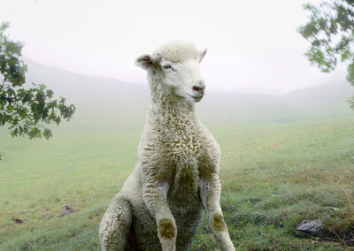 Simen Johan (2006, 2012)